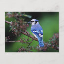 Recherche de geai cartes postales Animal