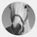 Recherche de chevaux blancs autocollants Bleu