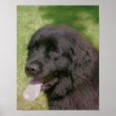 Recherche de newfoundland posters Dog