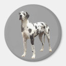 Recherche de grands danois magnets Chiot