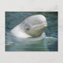 Recherche de beluga cartes postales Animal