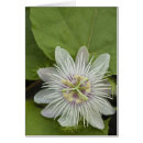 Recherche de passiflora cartes postales Plante