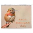 Recherche de colibri photographie Photographie de la faune