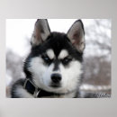Recherche de chien de traîneau posters Enroué