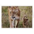 Recherche de lion femelle cartes postales Kenya