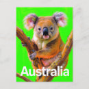Recherche de marsupial cartes postales Faune