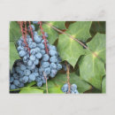Recherche de jus cartes postales Violet