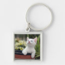 Recherche de chaton blanc porteclés Photographie