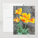 Recherche de tulipe jaune cartes postales Rouge