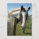 Recherche de cheval blanc cartes postales Photographe