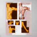 Recherche de épaule posters Muscles