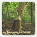 Recherche de castors autocollants Rongeurs