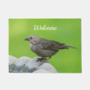 Recherche de femelles photographie Nature