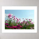 Recherche de fleur de cosmos posters Floral
