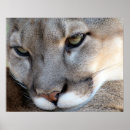 Recherche de panther posters Animal