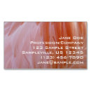 Recherche de flamant rose cartes visite Animal