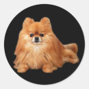 Recherche de pomeranian autocollants Chiot
