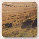 Recherche de bison dessous de verres Paysage