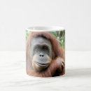 Recherche de orang outan Pour tous