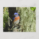 Recherche de oiseau chanteur cartes postales Oiseaux sauvages