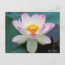 Recherche de fleur de lotus cartes postales Oiseau