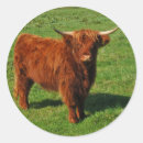 Recherche de bétail autocollants Nature