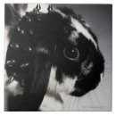 Recherche de le lapin blanc carreaux Animal