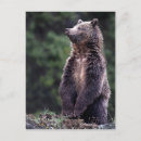Recherche de ours cartes postales Faune