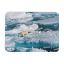 Recherche de ours blanc magnets Neige