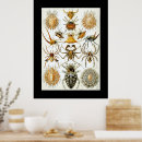 Recherche de arachnide art Araignée