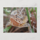 Recherche de lézard cartes postales Désert