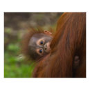 Recherche de orangutan posters Bébé