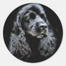 Recherche de cocker spaniel autocollants Noir