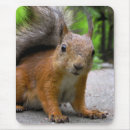 Recherche de rongeur tapis souris Curieux
