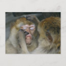 Recherche de bébé humoristique cartes postales Drôle