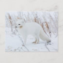 Recherche de camouflage cartes postales Carnivore