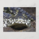 Recherche de alligator sauvage cartes postales Crocodile