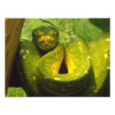 Recherche de serpent venimeux posters Python