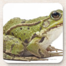 Recherche de grenouille dessous de verres Faune