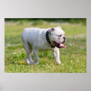 Recherche de bouledogue anglais posters Animal