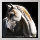 Recherche de stallion posters Chevaux