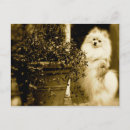Recherche de pomeranians cartes postales Chiot