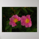 Recherche de photo sauvage posters Photographie