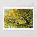 Recherche de ginkgo cartes postales Chute