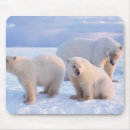 Recherche de truie tapis souris Faune