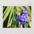 Recherche de verdure cartes postales Fleur sauvage