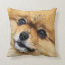 Recherche de pomeranian coussins Poms