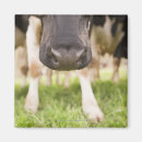 Recherche de de vache refrigérateur magnets Scène rurale