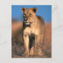 Recherche de lion femelle posters Jour