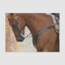Recherche de oseille Occidental